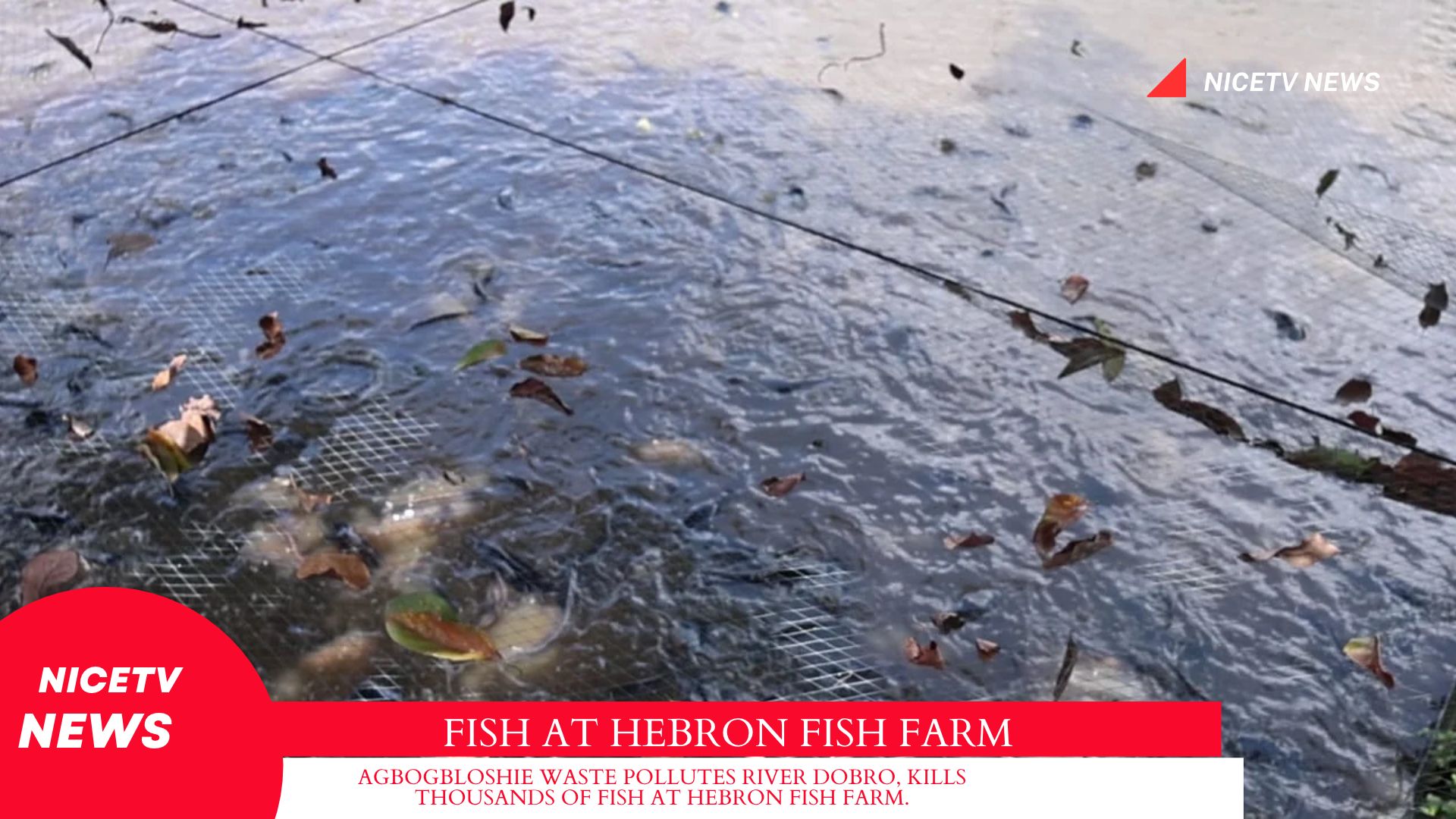 AGBOGBLOSHIE WASTE POLLUTES RIVER DOBRO, KILLS THOUSANDS OF FISH AT HEBRON FISH FARM