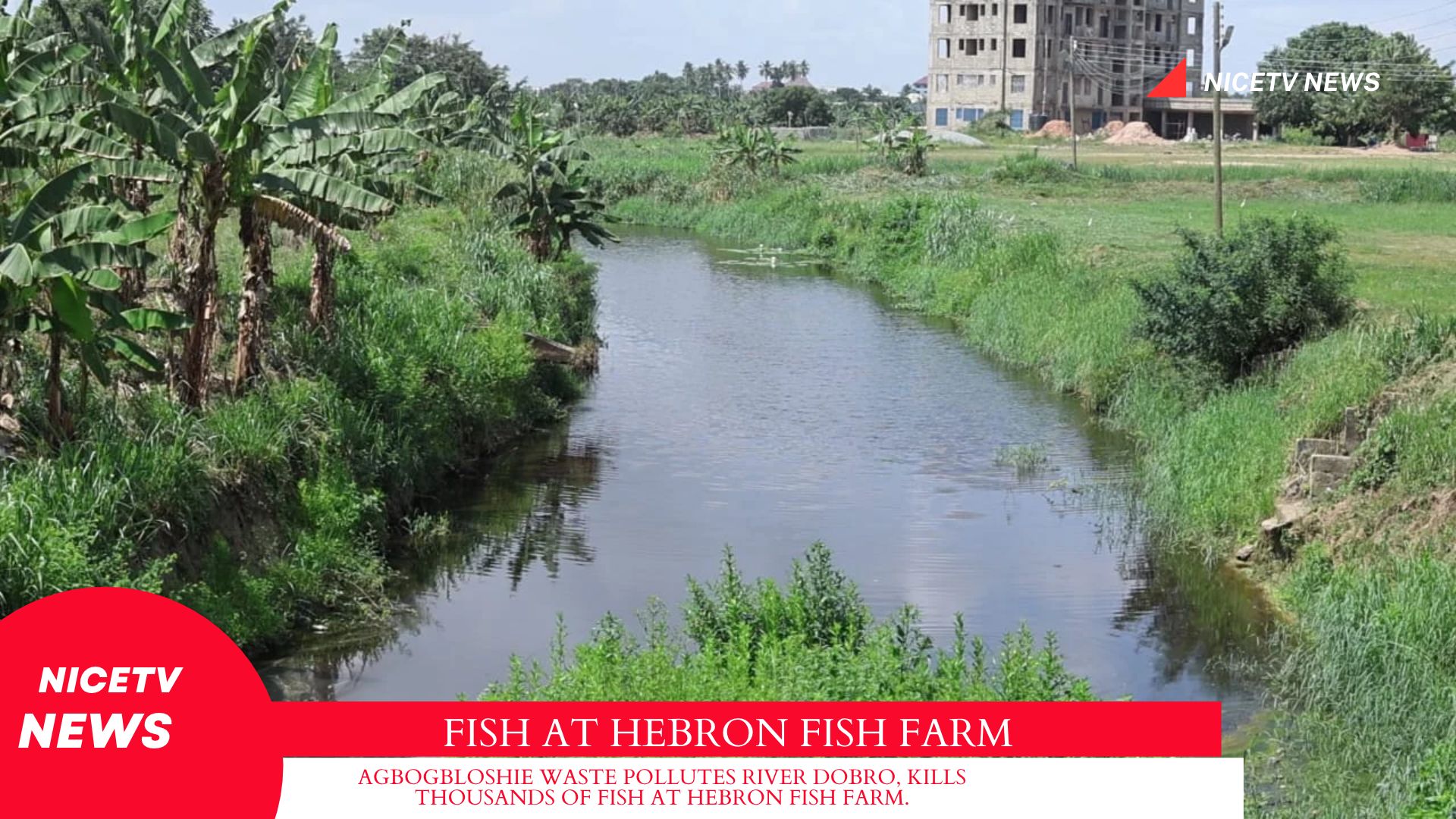 AGBOGBLOSHIE WASTE POLLUTES RIVER DOBRO, KILLS THOUSANDS OF FISH AT HEBRON FISH FARM